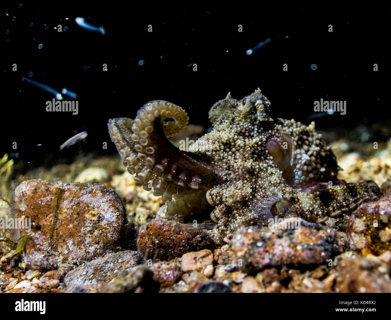 Juvenile octopus hunting at night time Stock Photo