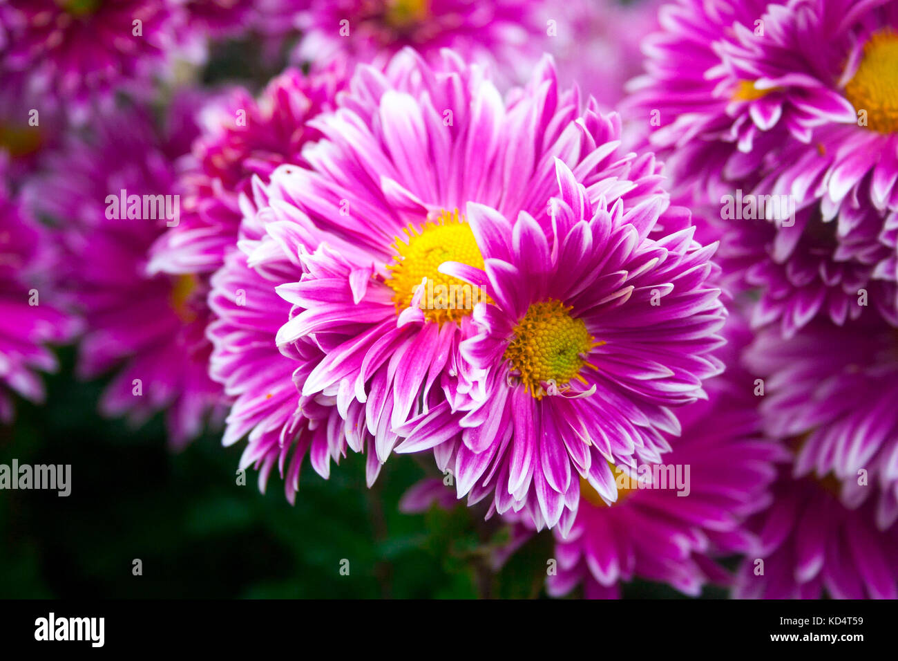 Beautiful pink chrysanthemum as background picture. Chrysanthemum wallpaper, chrysanthemums in autumn. Stock Photo