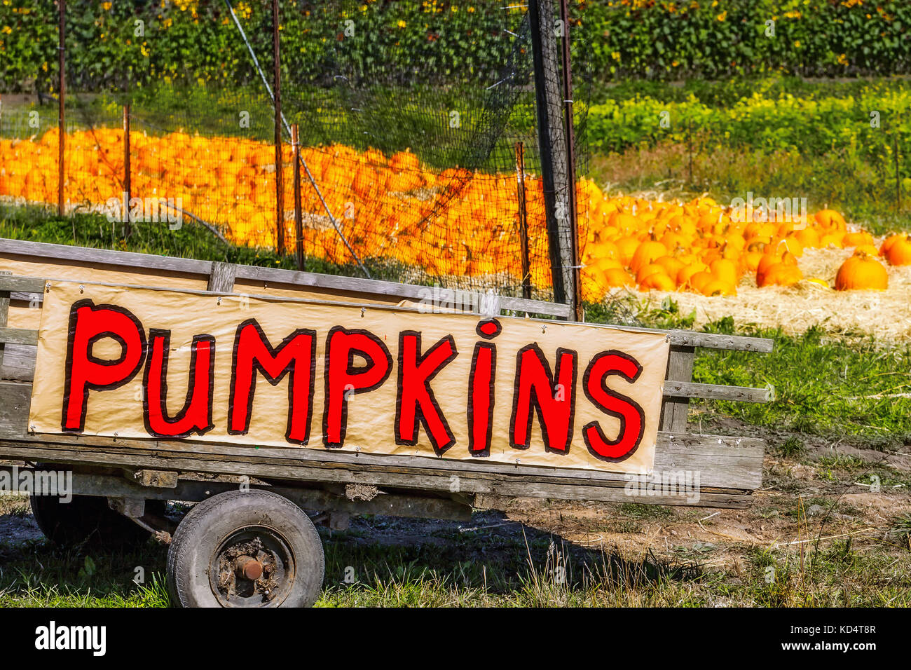 Roadside cart with a handmade sign in bright red letters advertising pumpkins for sale. Pumpkin patch in the background. Picturesque country scene. Stock Photo