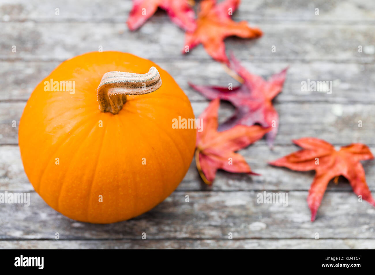 Pumpkin with curly stem on a rustic table with colorful autumn leaves. Overhead top down view. Selective focus on the pumpkin with soft background. Stock Photo