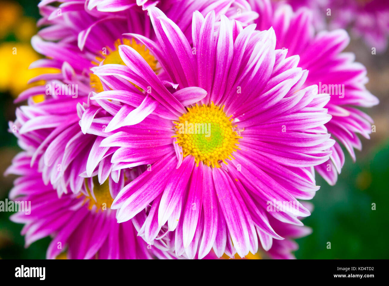 Beautiful pink chrysanthemum as background picture. Chrysanthemum