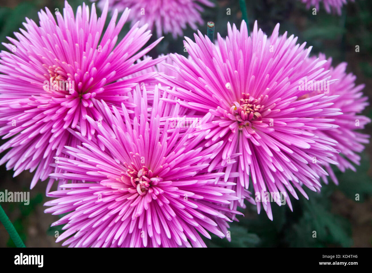 Beautiful pink chrysanthemum as background picture. Chrysanthemum