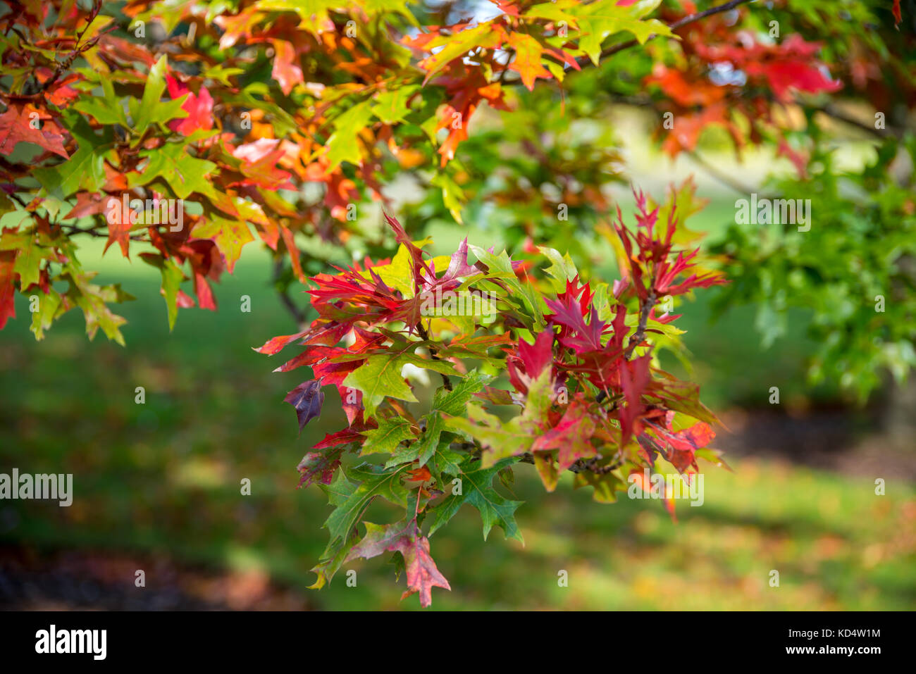 Colours of autumn leaves hi-res stock photography and images - Alamy