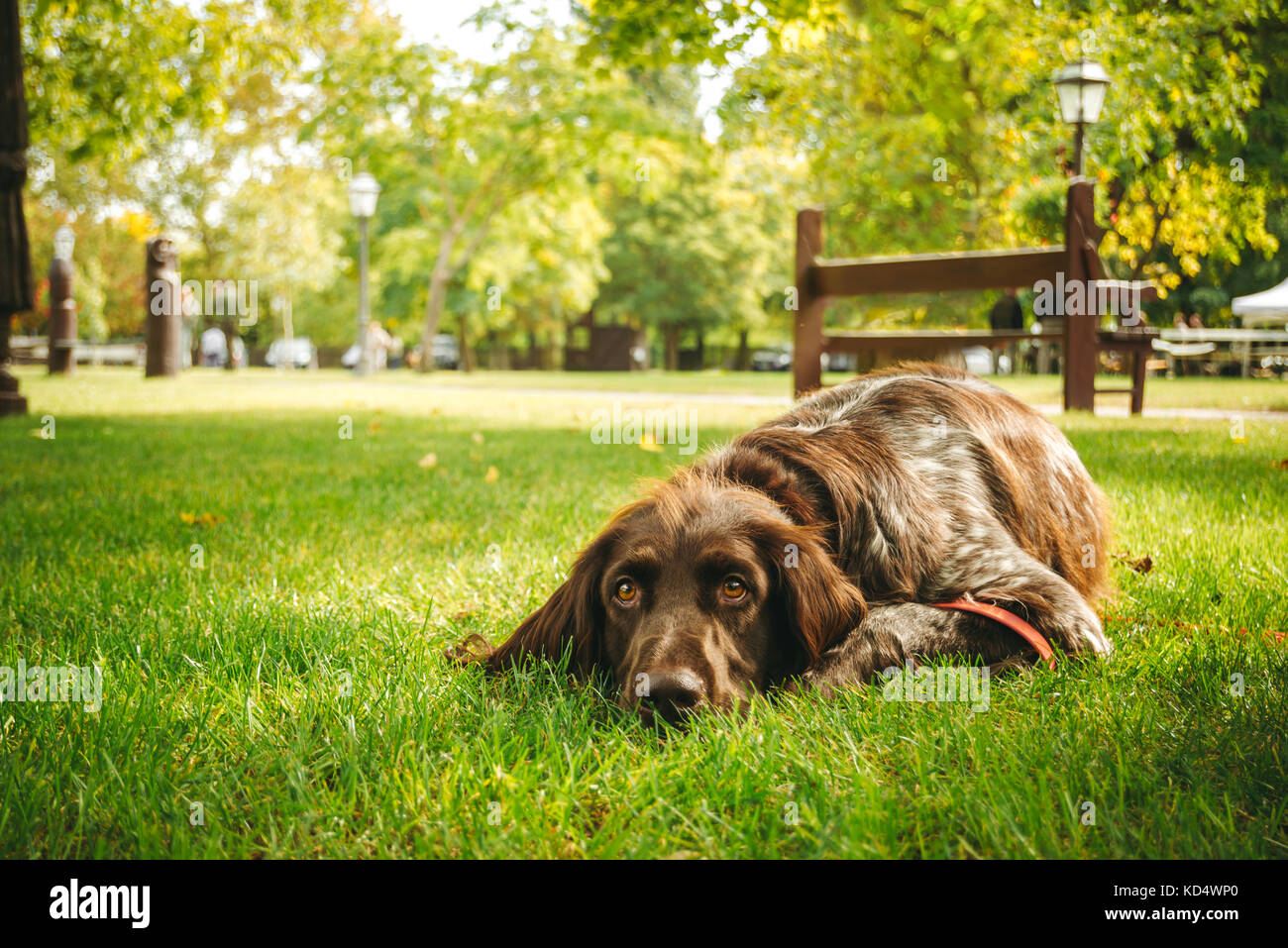 A brown hunting dog is lying alone on green grass and waiting for the owner. It is a german longhaired pointer, gun dog Stock Photo