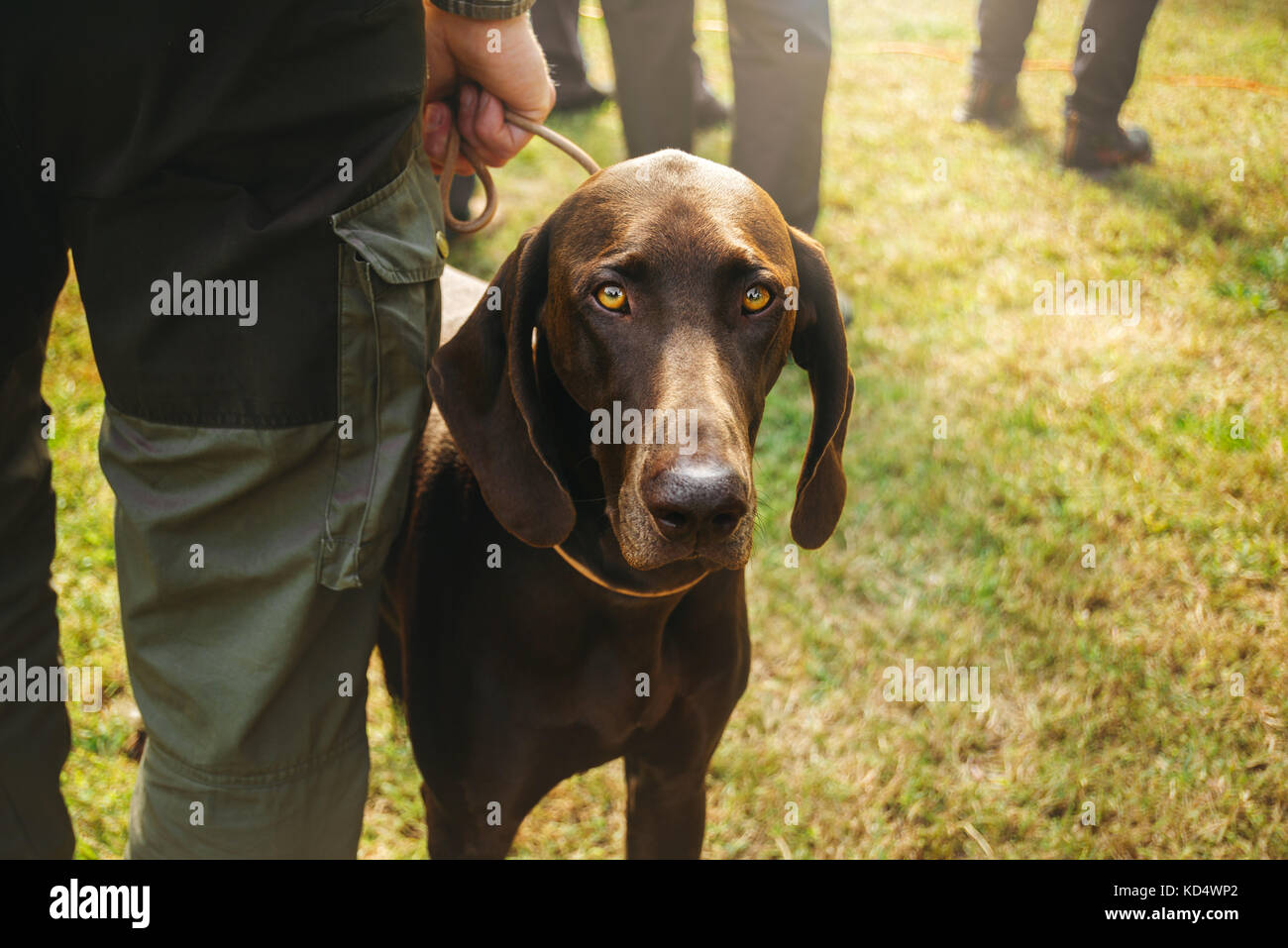 An owner holding his dog on a leash. It is a brown hunting hunting german shorthaired pointer, or kurzhaar. Stock Photo