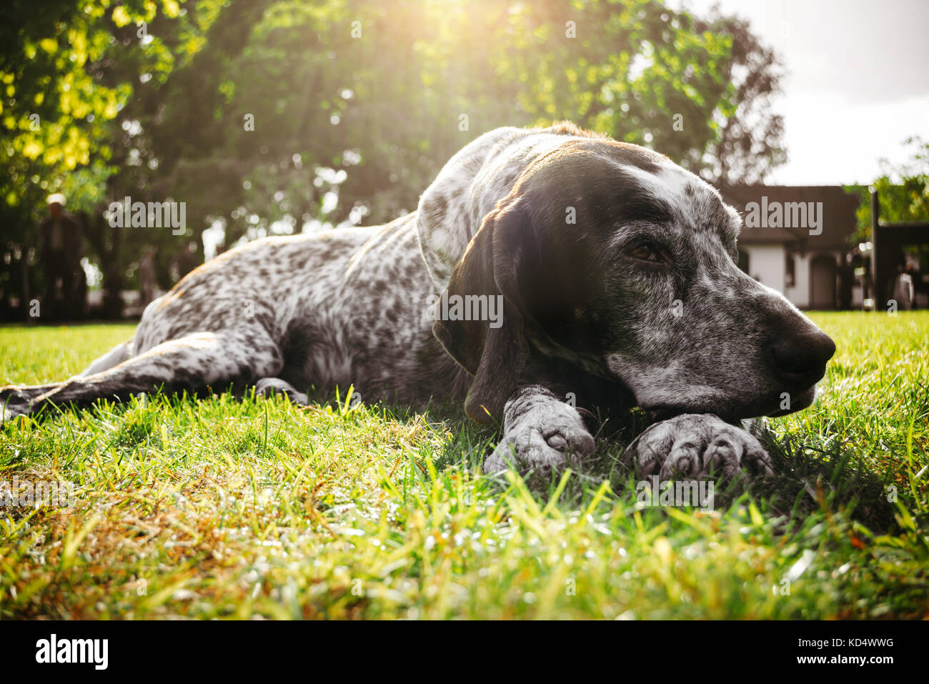 A brown hunting dog is lying alone on green grass and waiting for the owner. It is a german longhaired pointer, gun dog Stock Photo