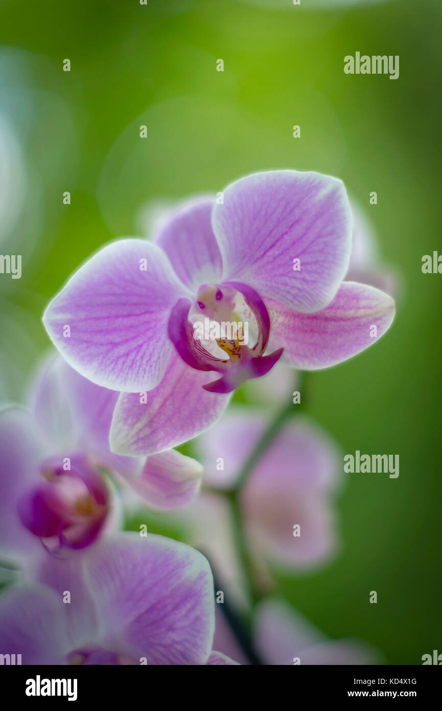 Pink Orchid Flowers Stock Photo
