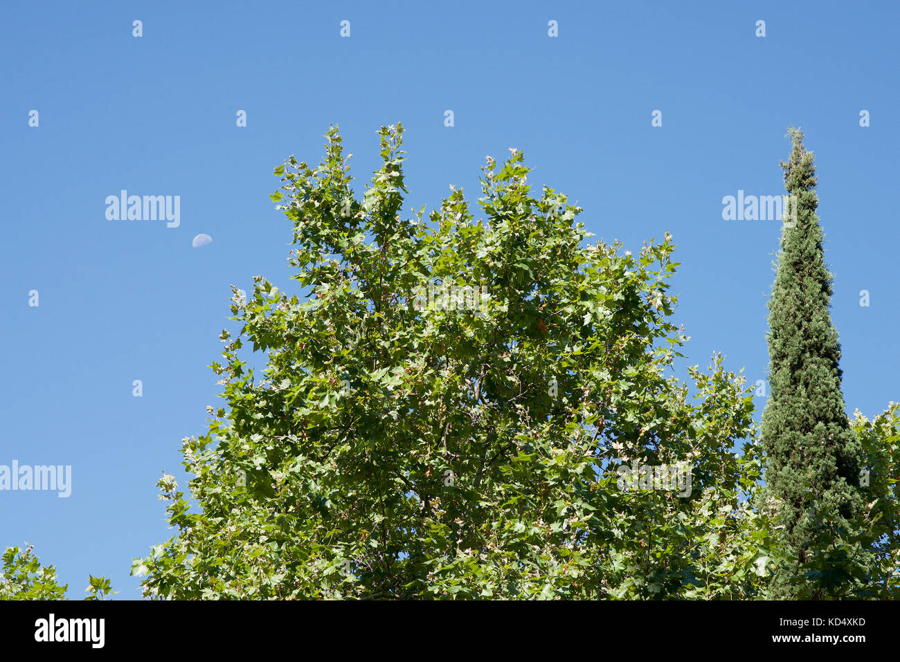 Abstract - Trees, Blue Sky and the Moon Stock Photo - Alamy