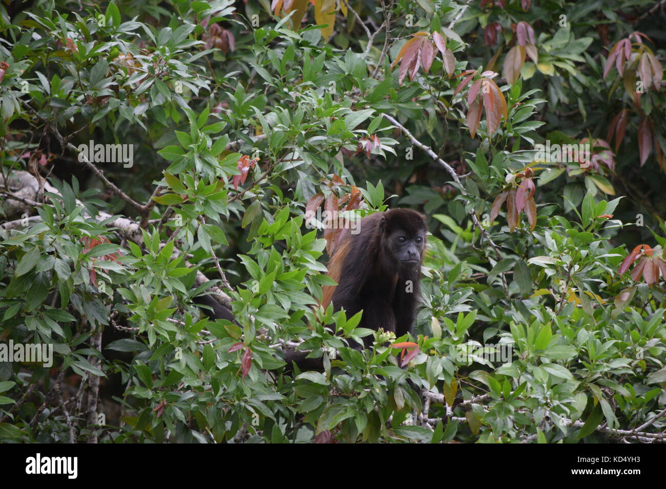 Male Mantled Howler Monkey, Alouatta palliata, Tortuguero National Park, Costa Rica, Central America Stock Photo