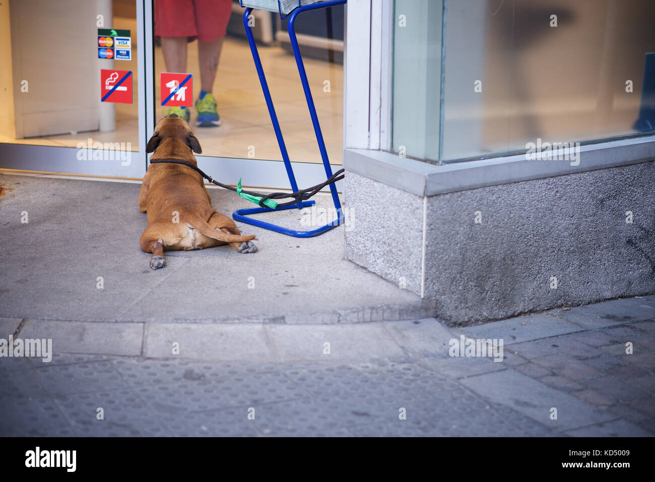 A Dog outside a store on the streets Stock Photo Alamy
