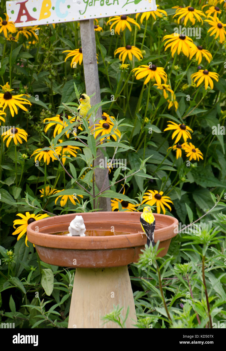 Two Gold finch, spinus tristus, on bird bath, Yarmouth Community Garden, Maine Stock Photo