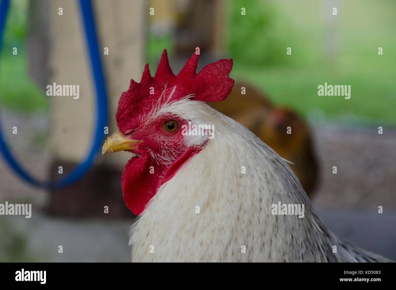 White rooster close up from the side, Maine, USA Stock Photo