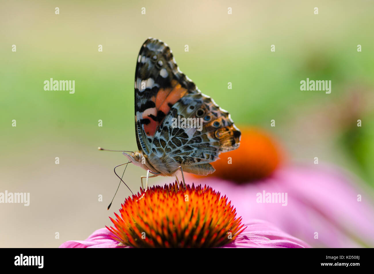 Painted lady butterfly, Vanessa cardui, on coneflower, Maine, USA Stock Photo