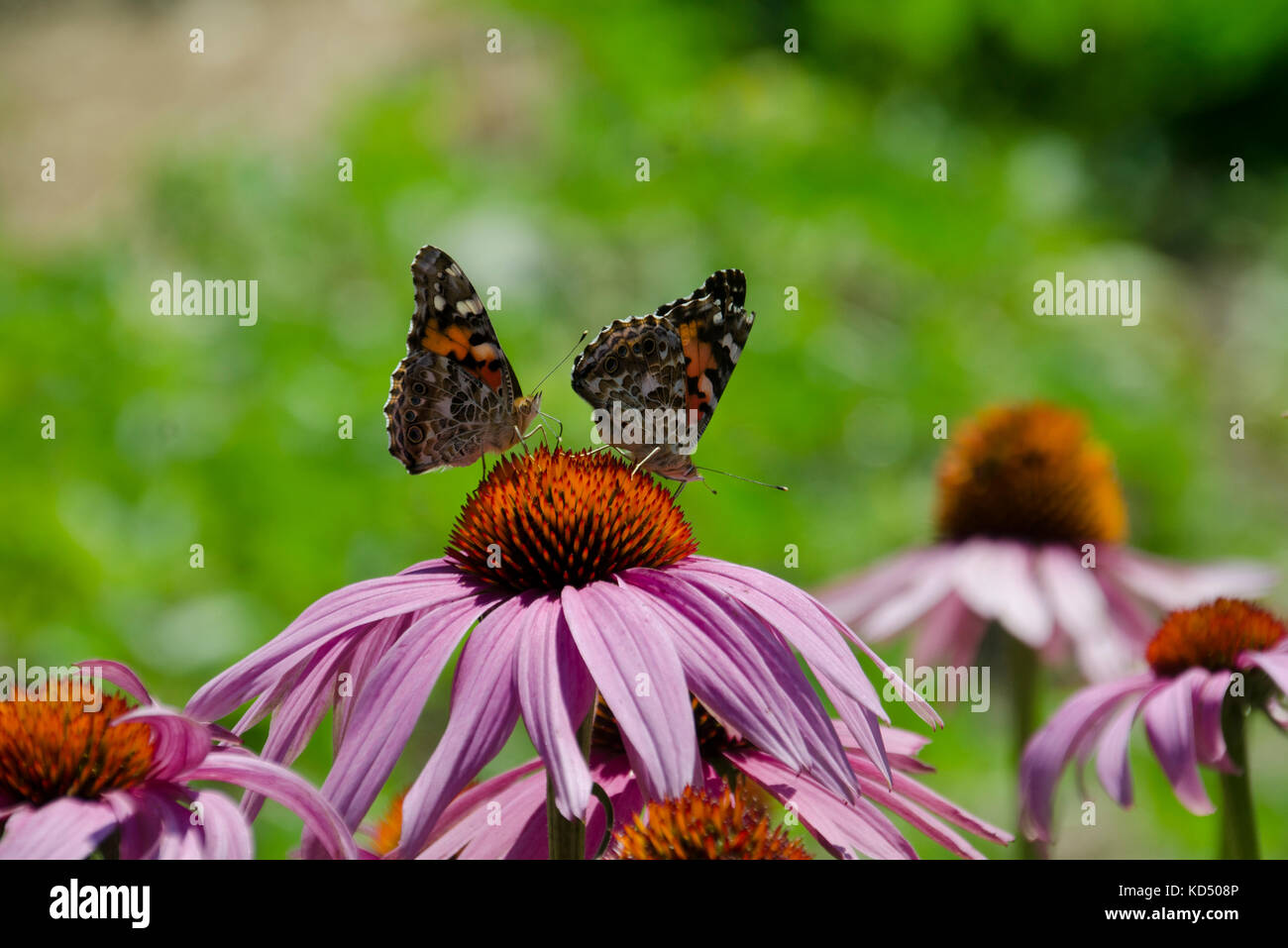 Two Painted lady, Vanessa cardui, butterflies on a pink coneflower, Maine, USA. Stock Photo