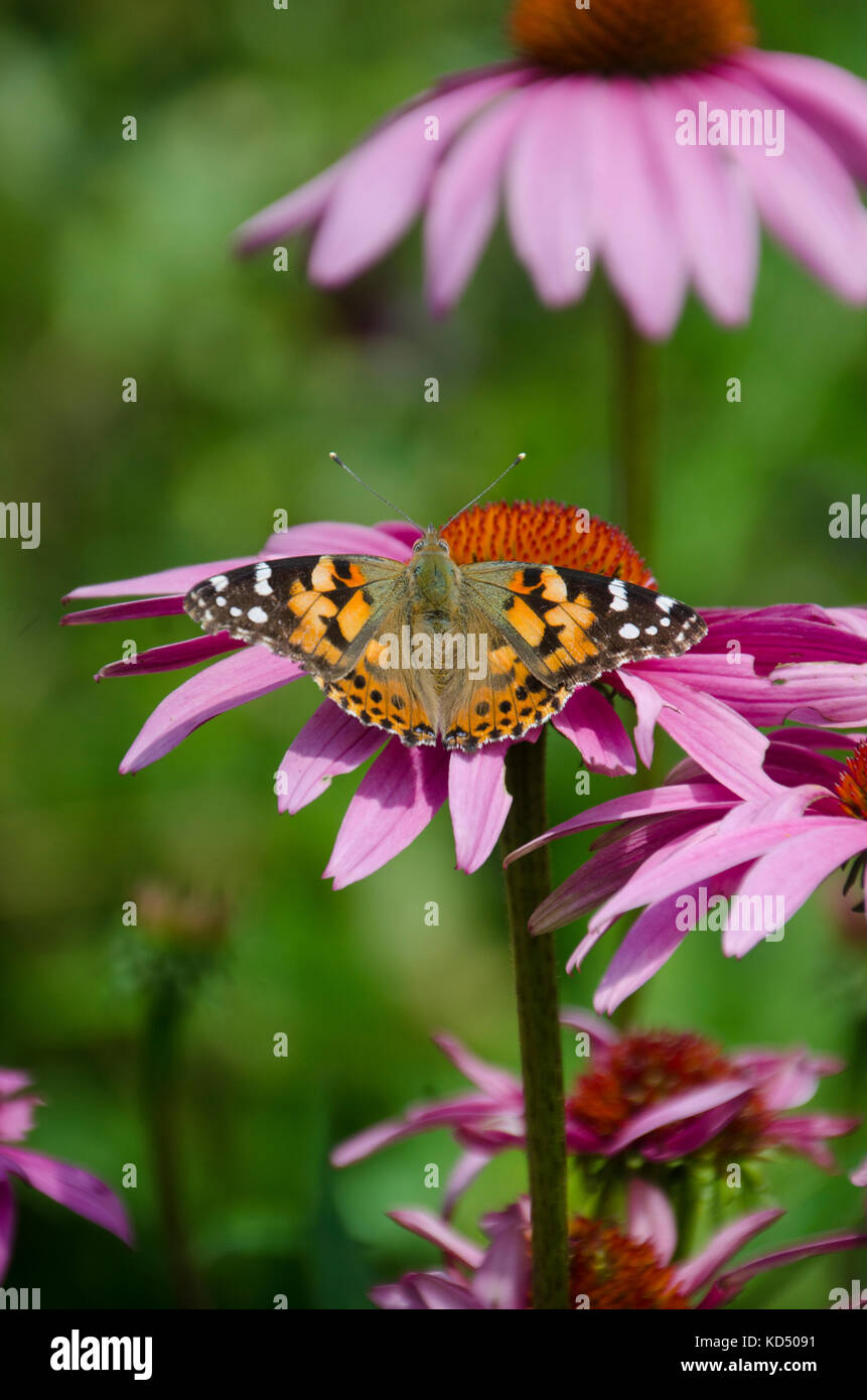 Painted lady butterfly, Vanessa cardui, on coneflower backside, Maine, USA Stock Photo