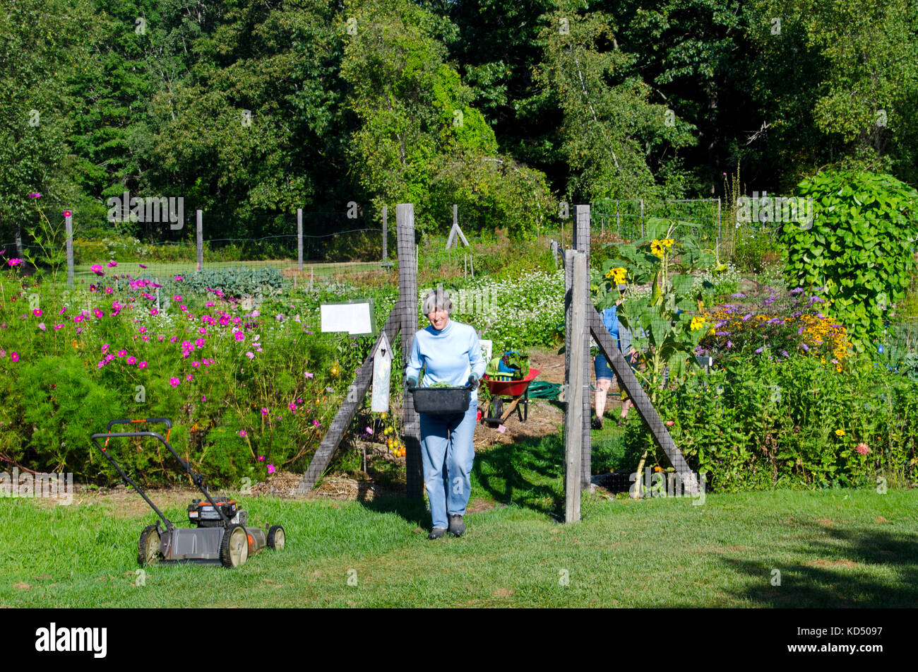 Woman carries harvest from Community garden on summer morning, Maine, USA Stock Photo