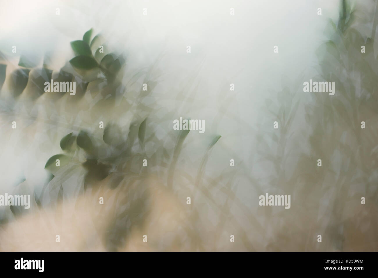 Plant life behind frosted glass Stock Photo Alamy