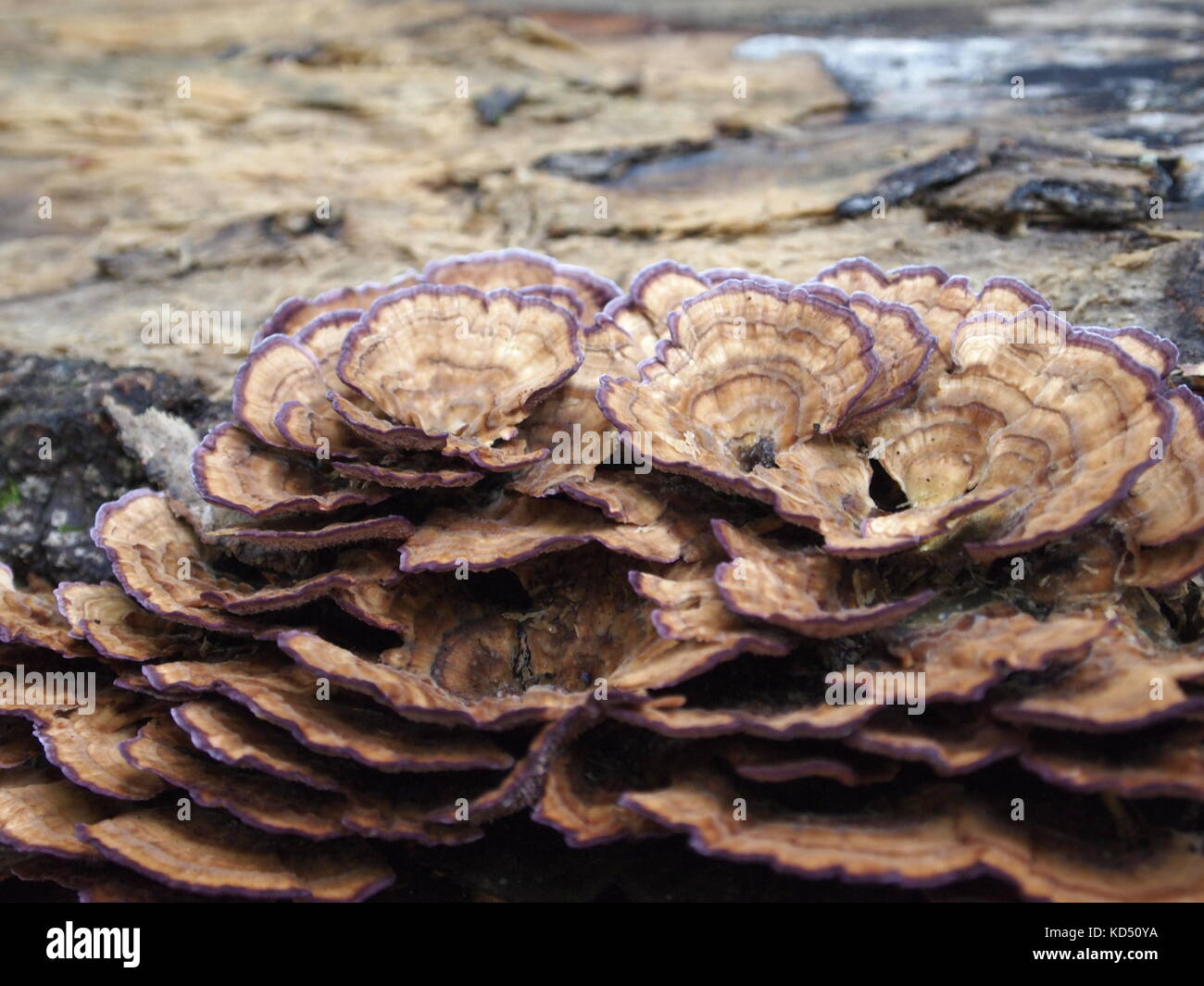 Purple fringed Trametes versicolor (Turkey tail) mushroom on a log in Gatineau Park, Quebec, Canada. Stock Photo