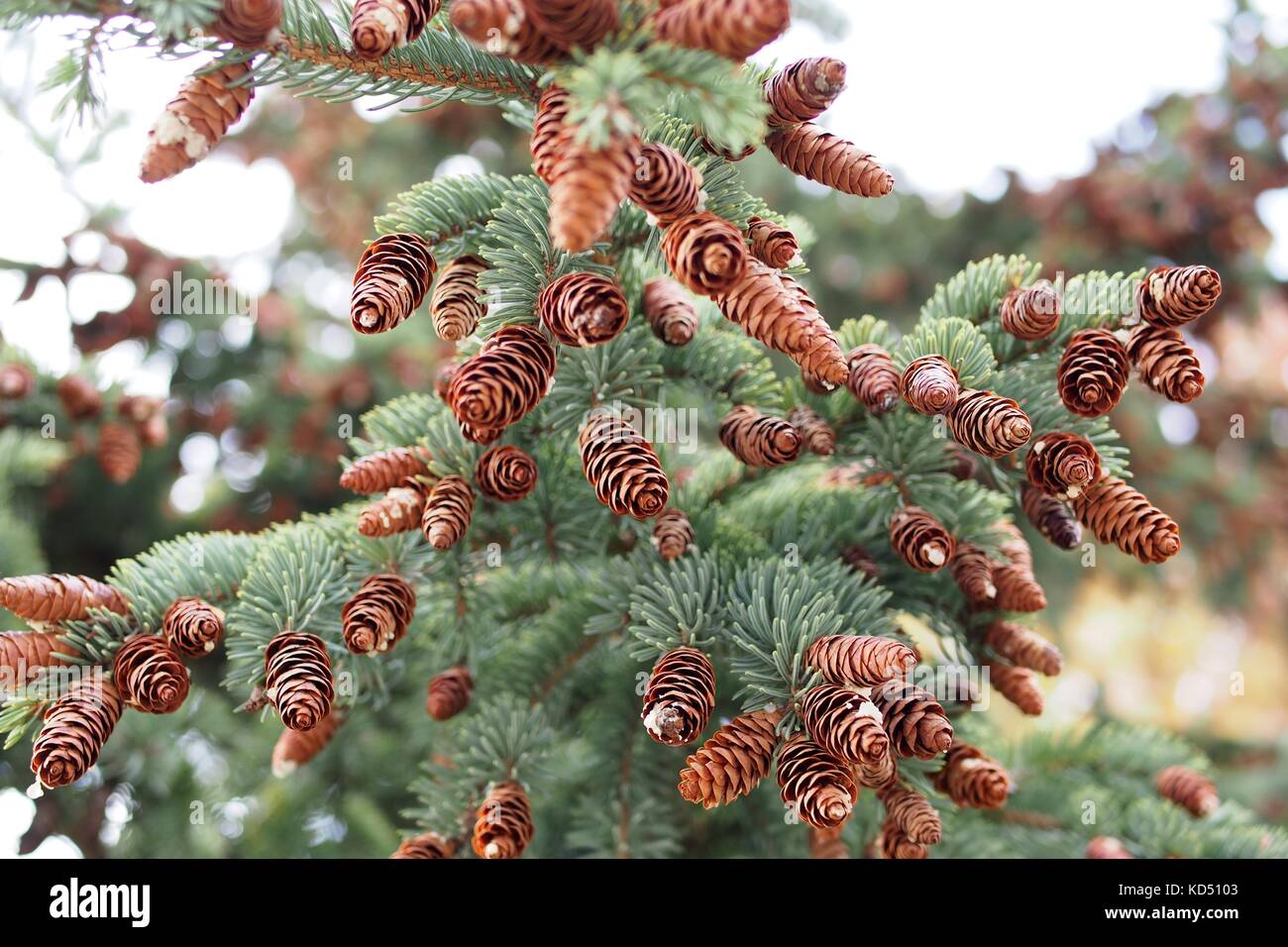 Abundant new pine cones on a blue spruce (Picea Pungens), Gatineau Park