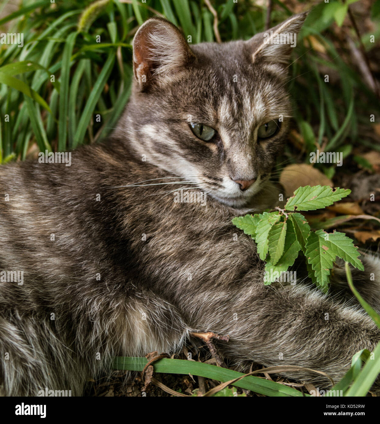 Green-eyed cat. Portrait of cat. Grey cat. Cat on the green grass. Free cat. Resting cat. Looking cat. Cat portrait. Stock Photo