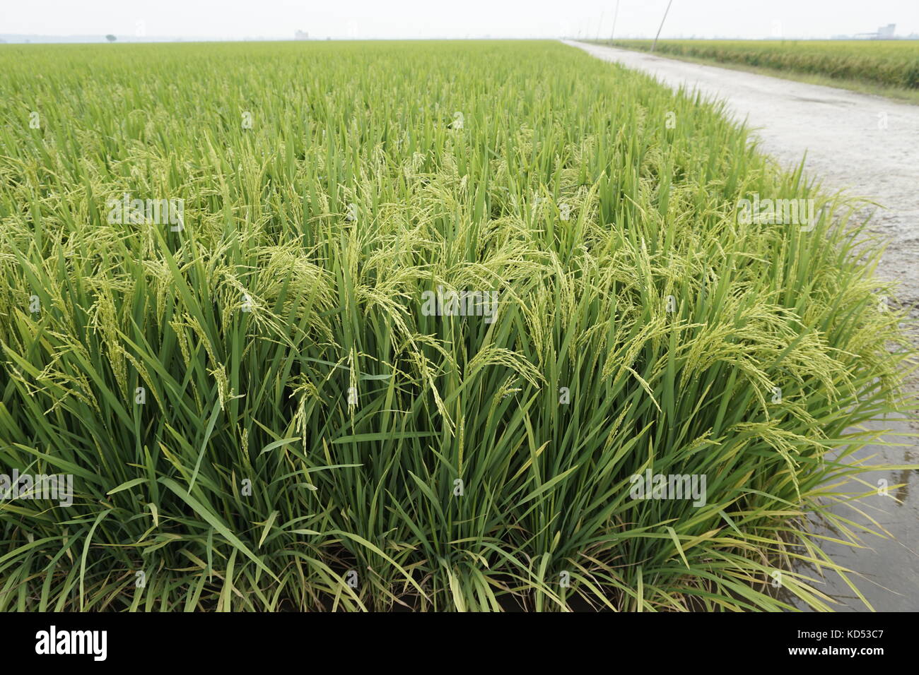 rice paddy field at Sekinchan, Selangor, Malaysia Stock Photo