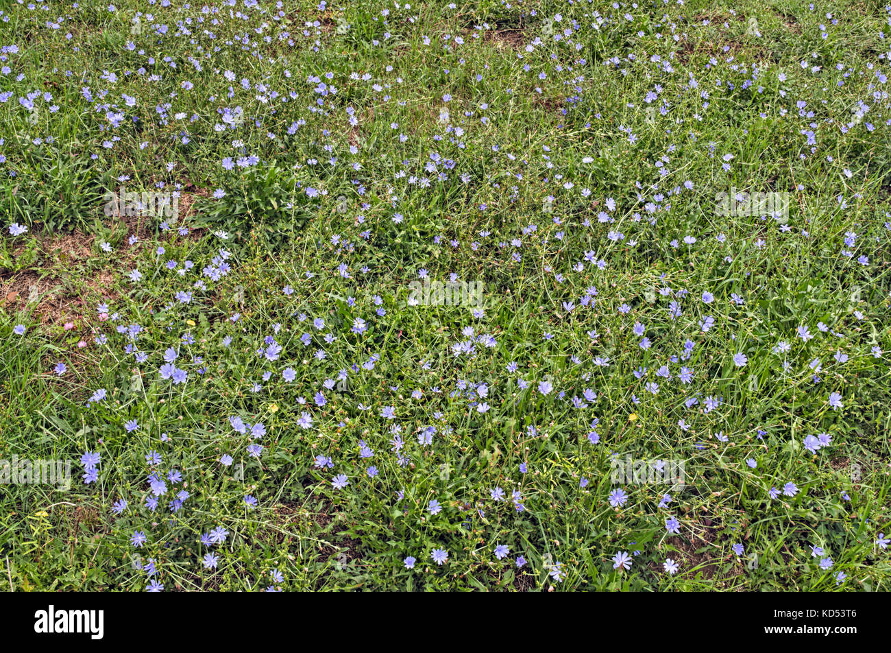 Field full with wild blue flowers, at late summer Stock Photo - Alamy