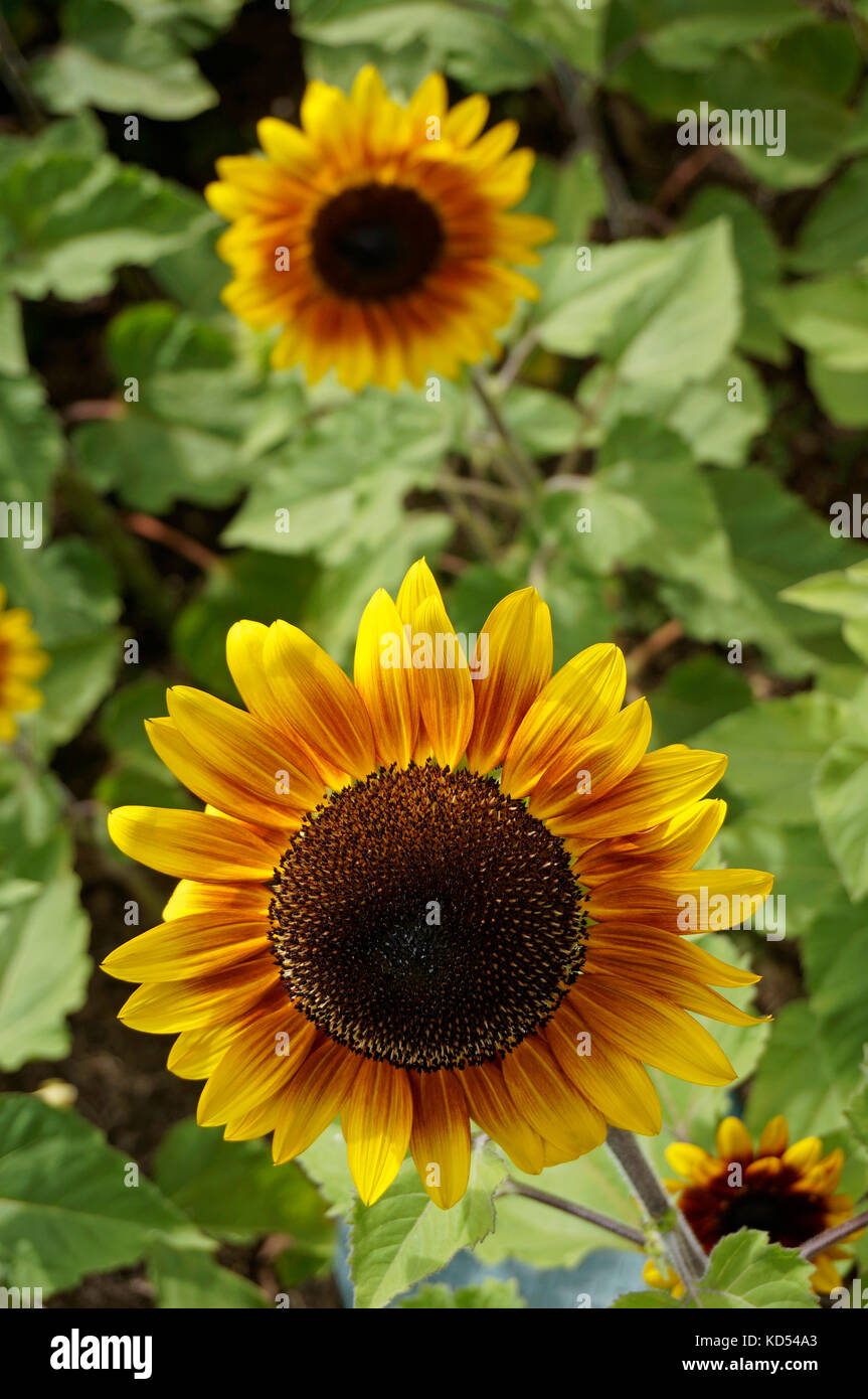Helianthus or sunflower is a genus of plants in the family Asteraceae. The genus is one of many in the Asteraceae that are known as sunflowers Stock Photo