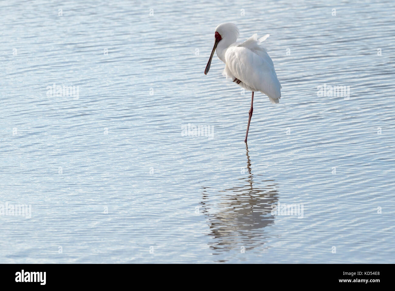 African spoonbill (Platalea alba) standing in water with reflection, Kruger National Park, South Africa. Stock Photo