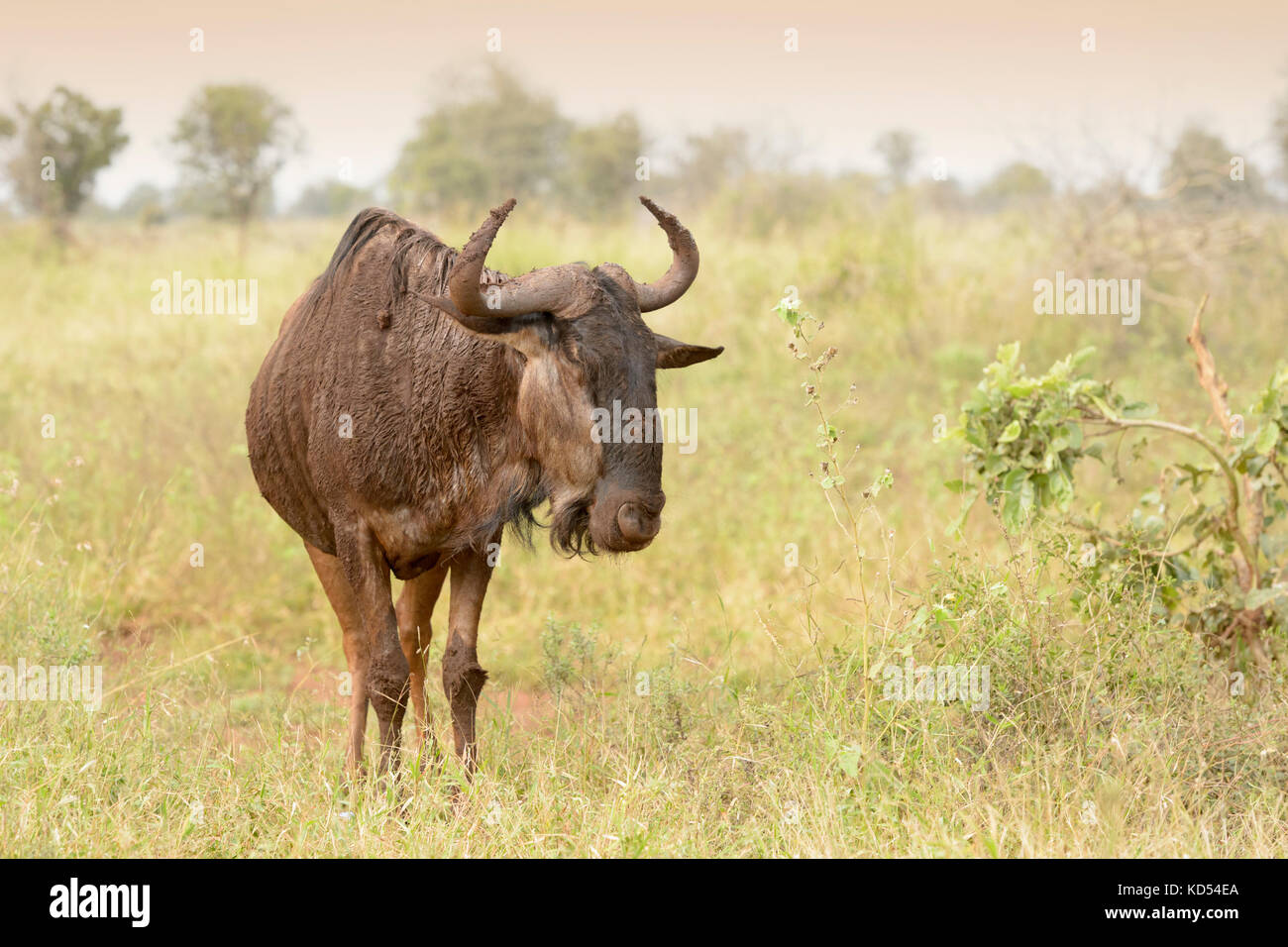 Gnu or blue wildebeest (Connochaetes taurinus) standing on grassland, Kruger National Park, Mpumalanga, South Africa Stock Photo