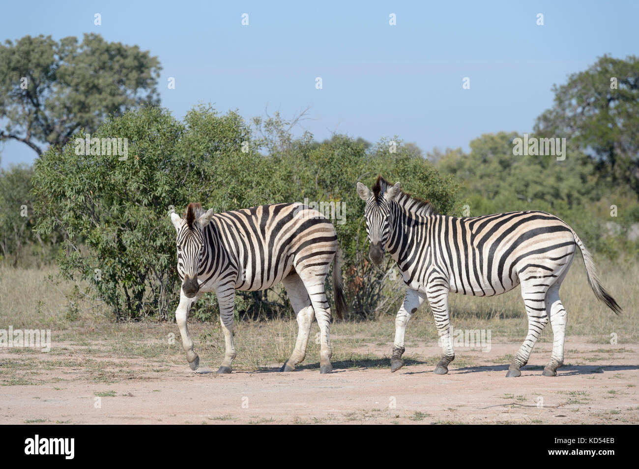 Burchell's zebra or Plains zebra (Equus quagga), looking at camera, Kruger National Park, South Africa Stock Photo