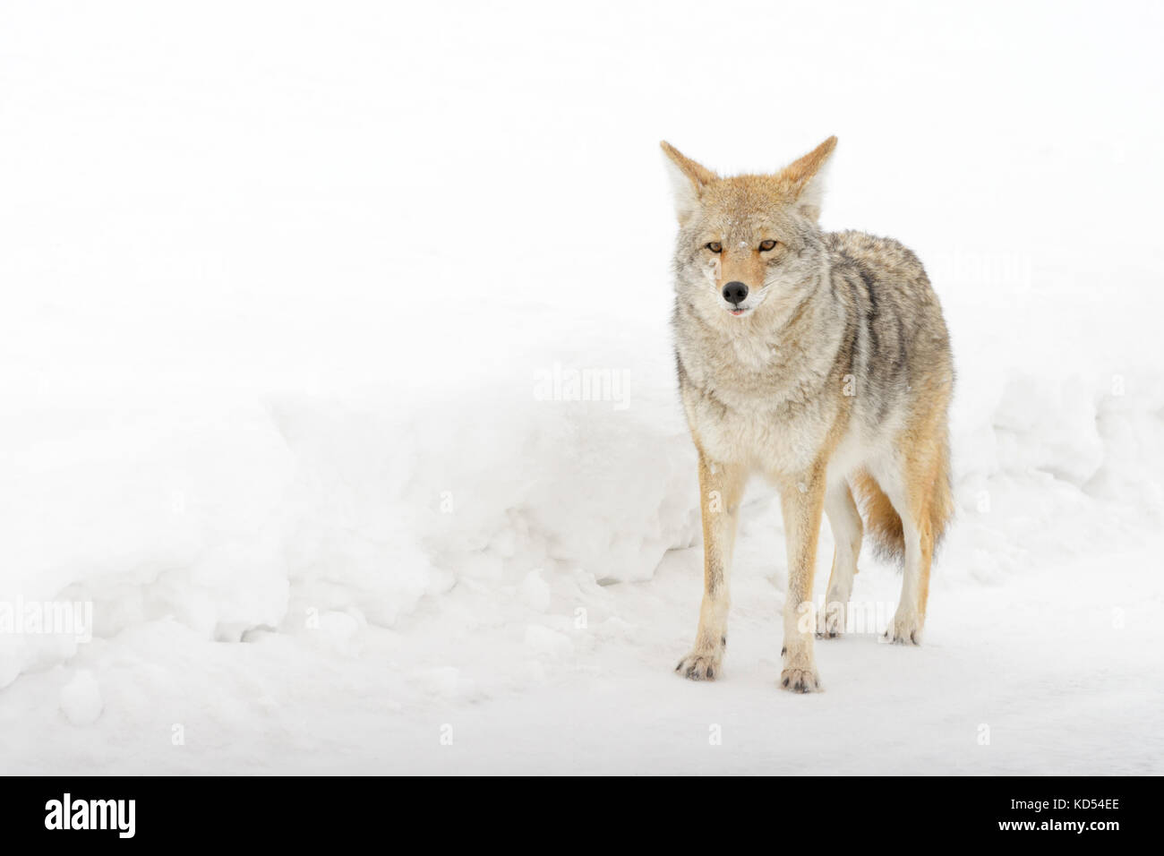 Coyote (Canis latrans) in the snow, Yellowstone National Park, Montana, Wyoming, USA. Stock Photo