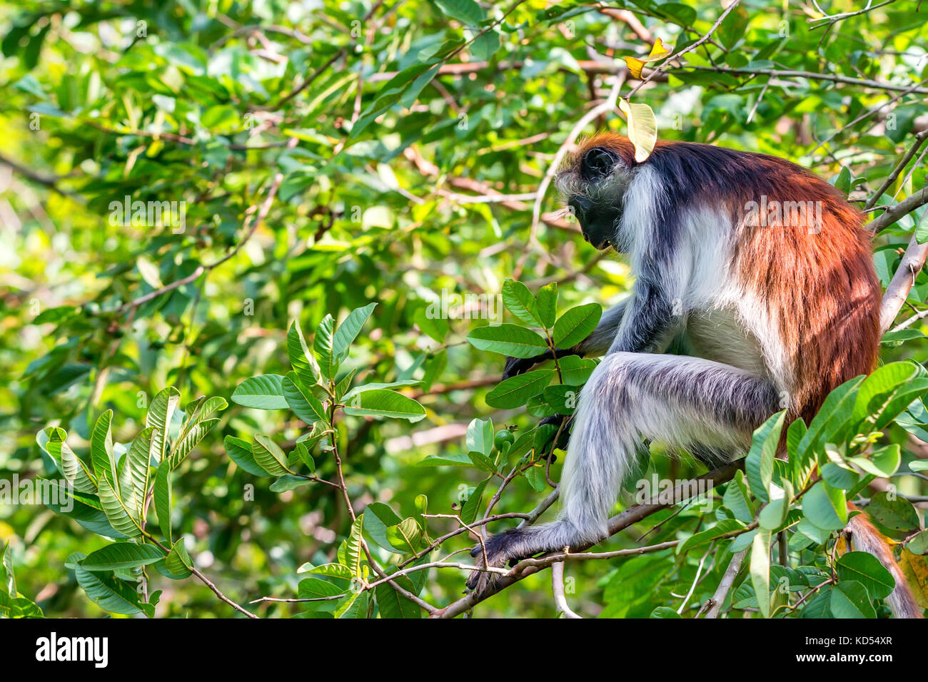 Zanzibar red colobus or Procolobus kirkii Stock Photo Alamy