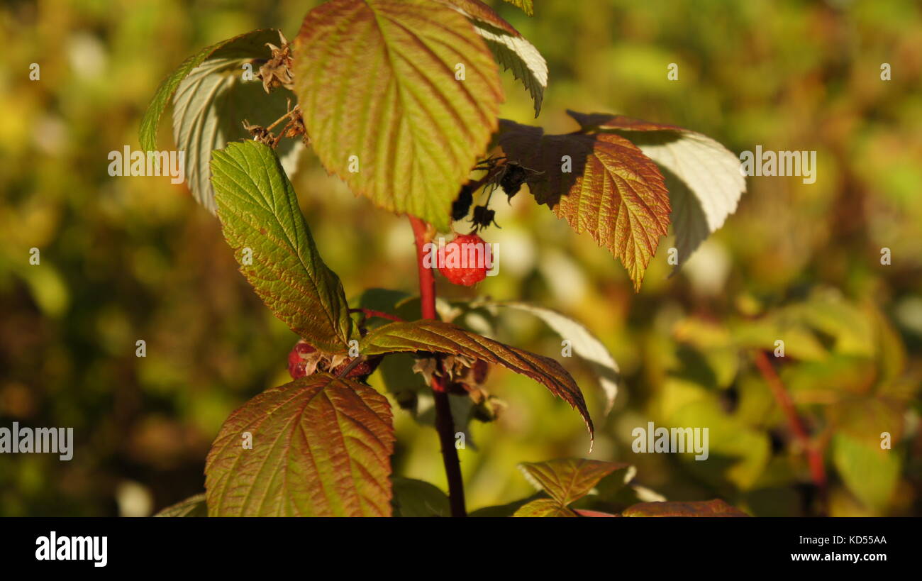Raspberry plant in raspberry bush Stock Photo Alamy