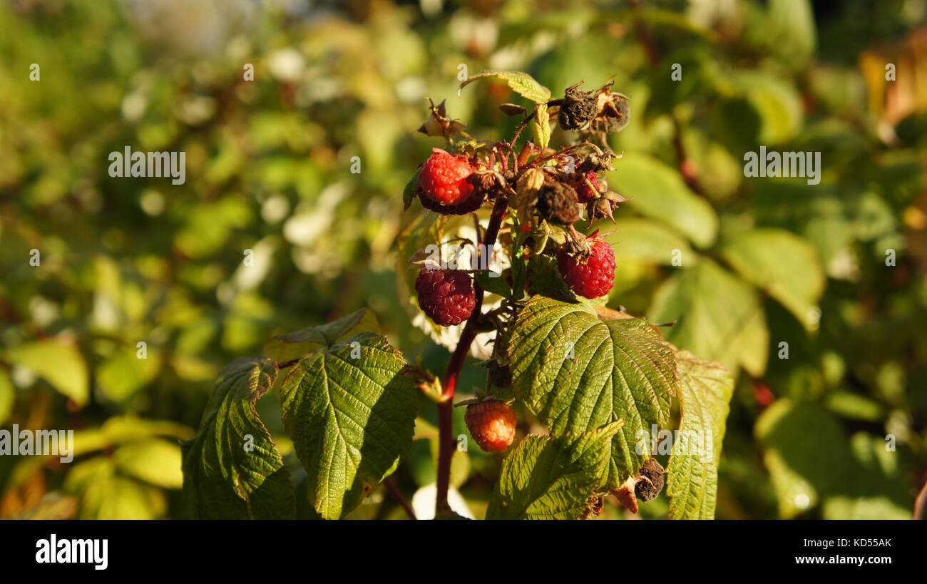 Raspberry plant in raspberry bush Stock Photo - Alamy