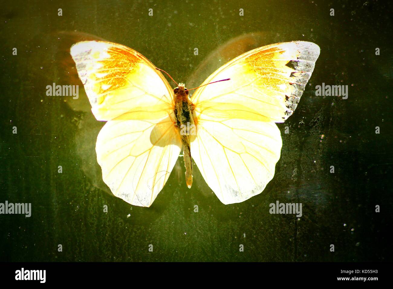 Taxidermy of a butterfly Stock Photo