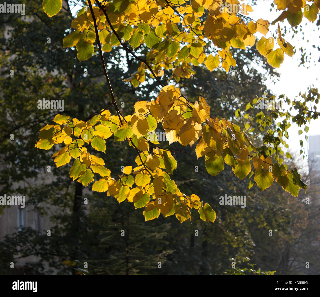 Full tree golden yellow autumn hi-res stock photography and images - Alamy