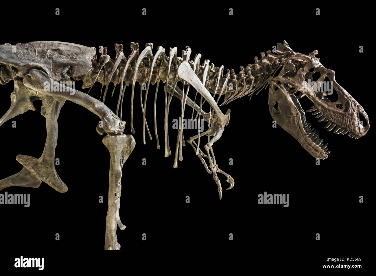 Tyrannosaurus Rex skeleton on isolated background . Stock Photo