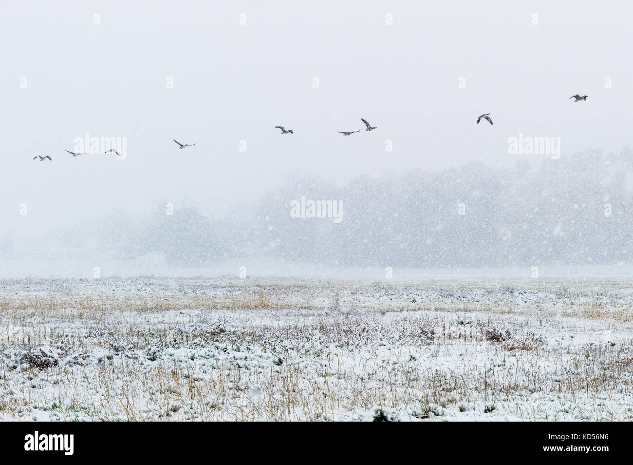 Canada Geese take off from ranch pasture in autumn snow storm; Vandaveer Ranch; Salida; Colorado; USA Stock Photo