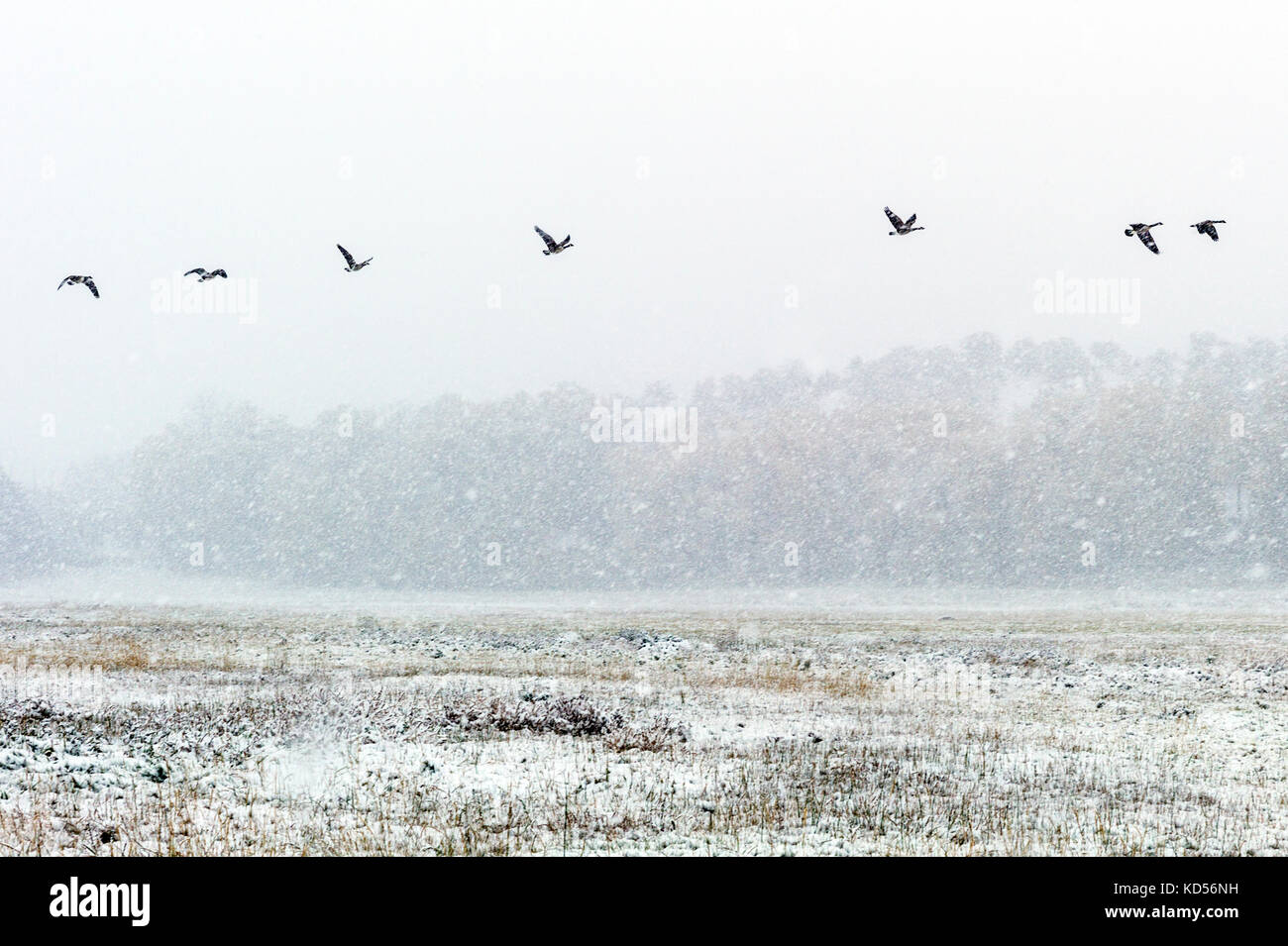 Canada Geese take off from ranch pasture in autumn snow storm; Vandaveer Ranch; Salida; Colorado; USA Stock Photo