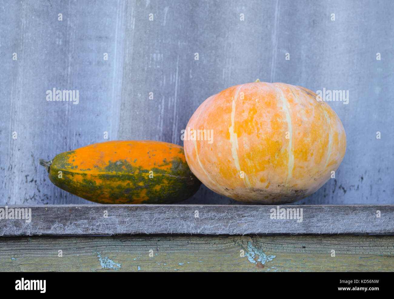 Vegetable marrow and yellow pumpkin on a wooden bench. The concept of farm and household Stock Photo