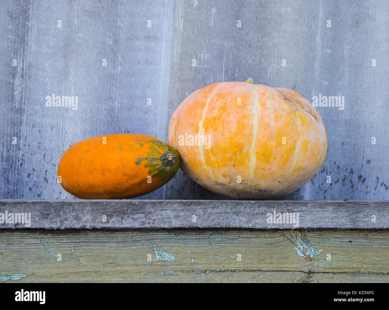 Vegetable marrow and yellow pumpkin on a wooden bench. The concept of farm and household Stock Photo