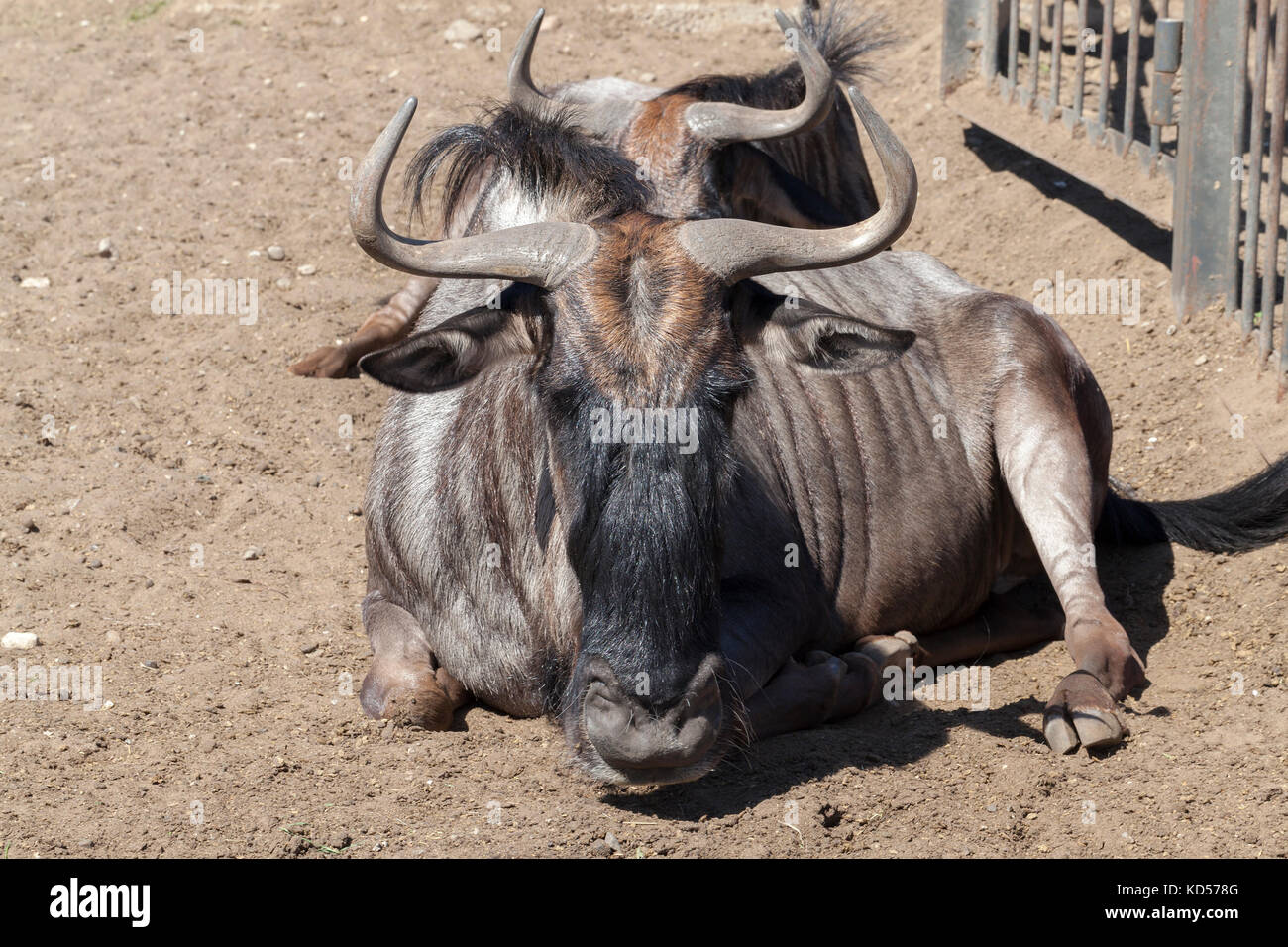 Antilopa in zoo Stock Photo - Alamy