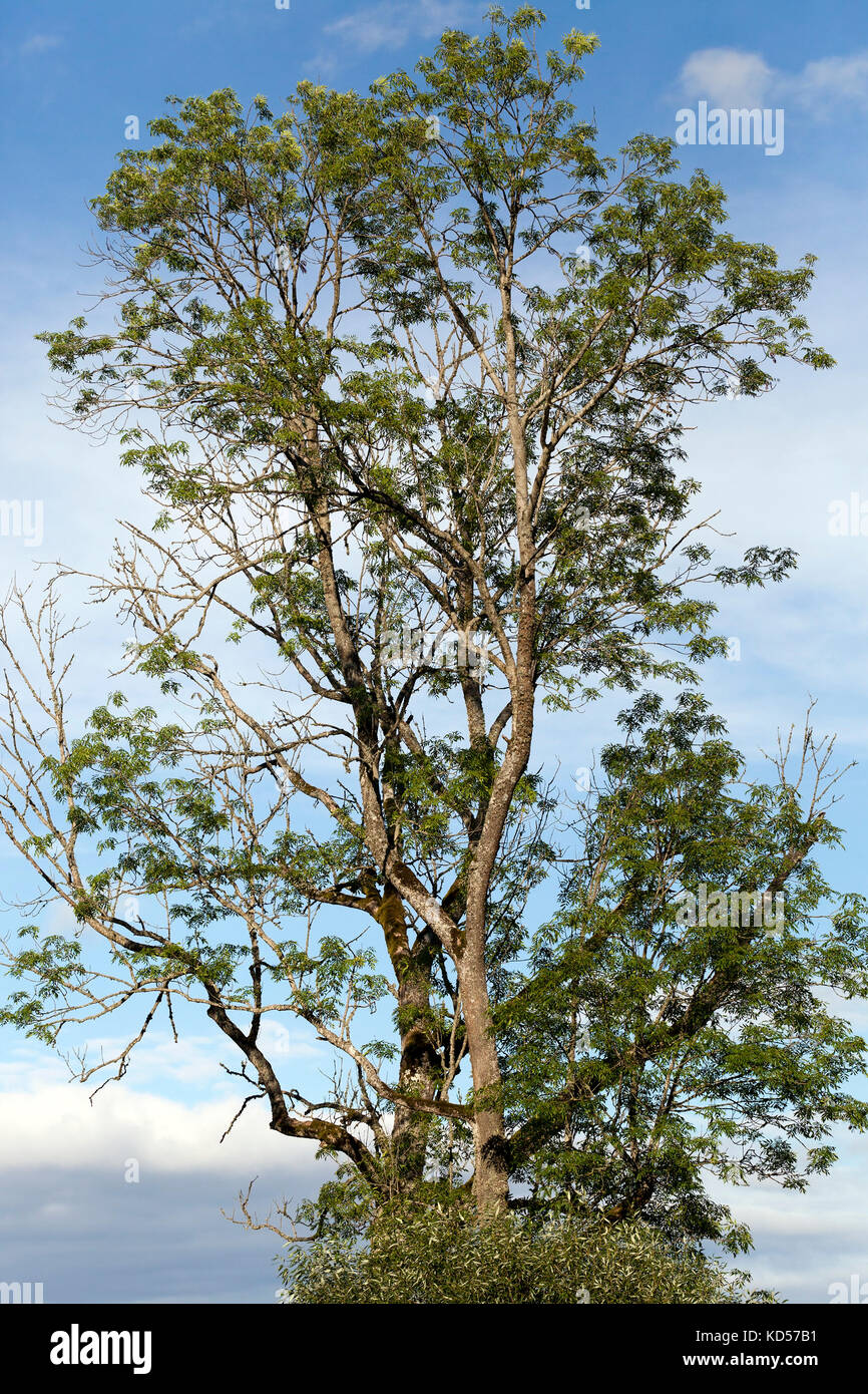 Top Or Tree Top of a tree, close-up Stock Photo - Alamy