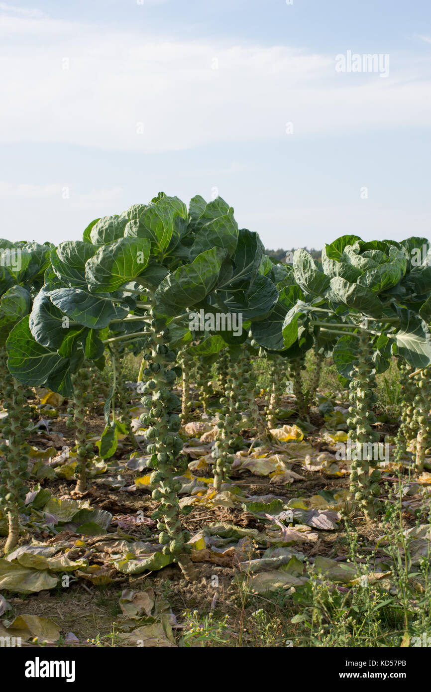 Close up of a field of brussel sprouts with the leaves pruned exposing