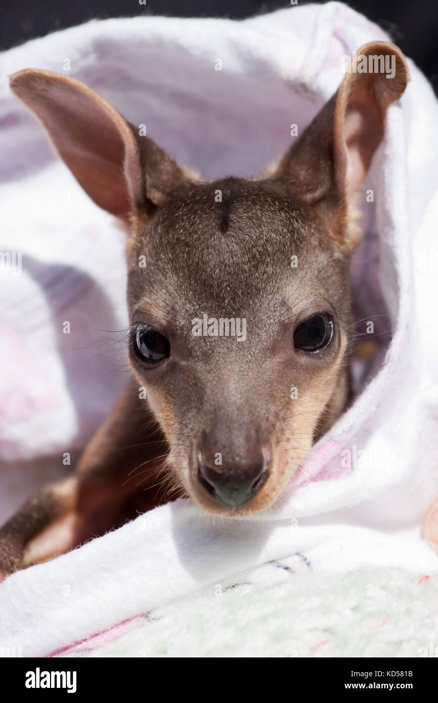 Orphaned male Swamp Wallaby joey (Wallabia bicolor) approx. 5 months old resting in artificial pouch. Eungella. New South Wales. Australia. Stock Photo