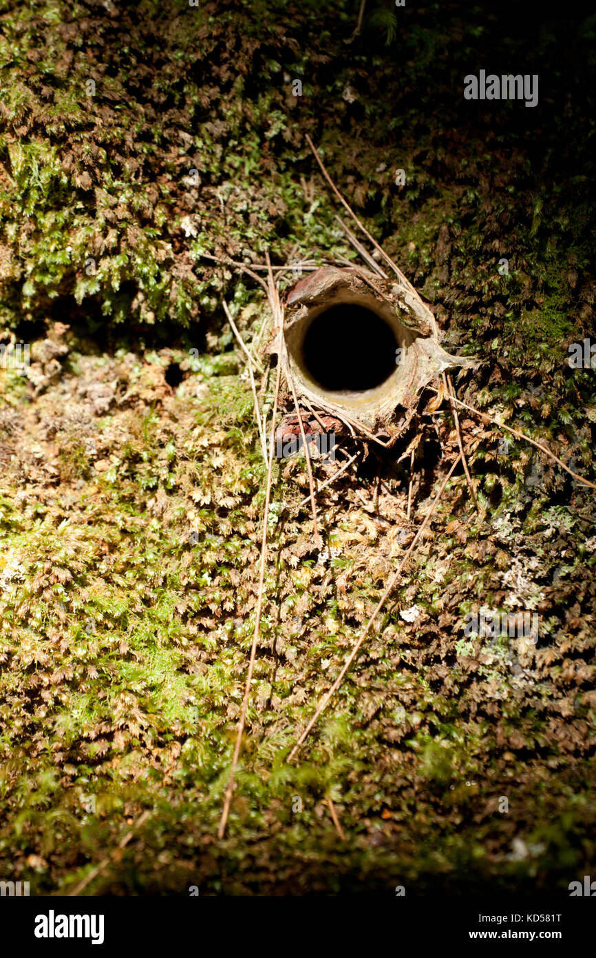 Burrow Entrances Of Brown Trapdoor Spiders Arbanitis Longipes In