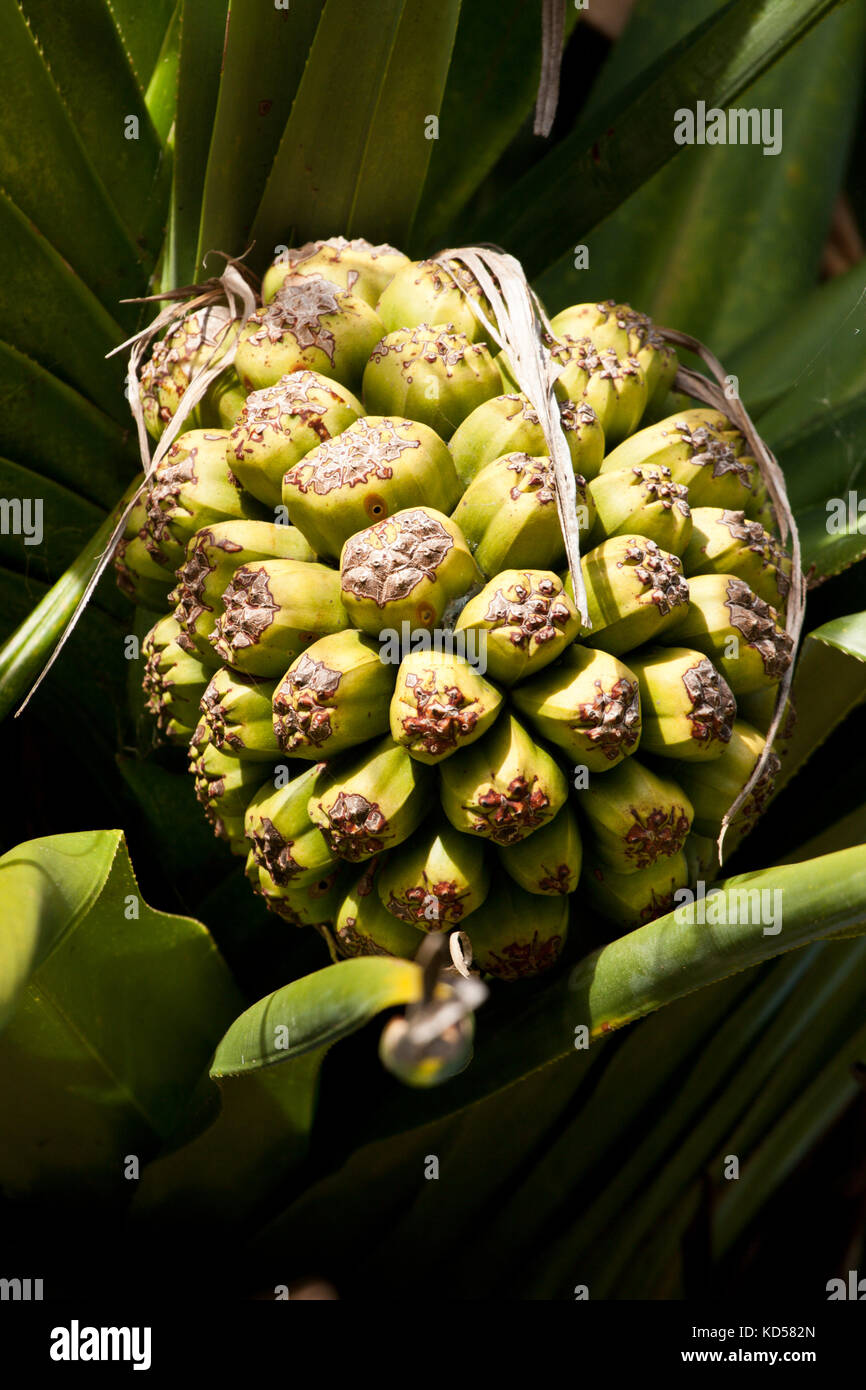 Screw Pine Fruit (Pandanus tectorius). Fingal Heads. New South Wales. Australia. Stock Photo