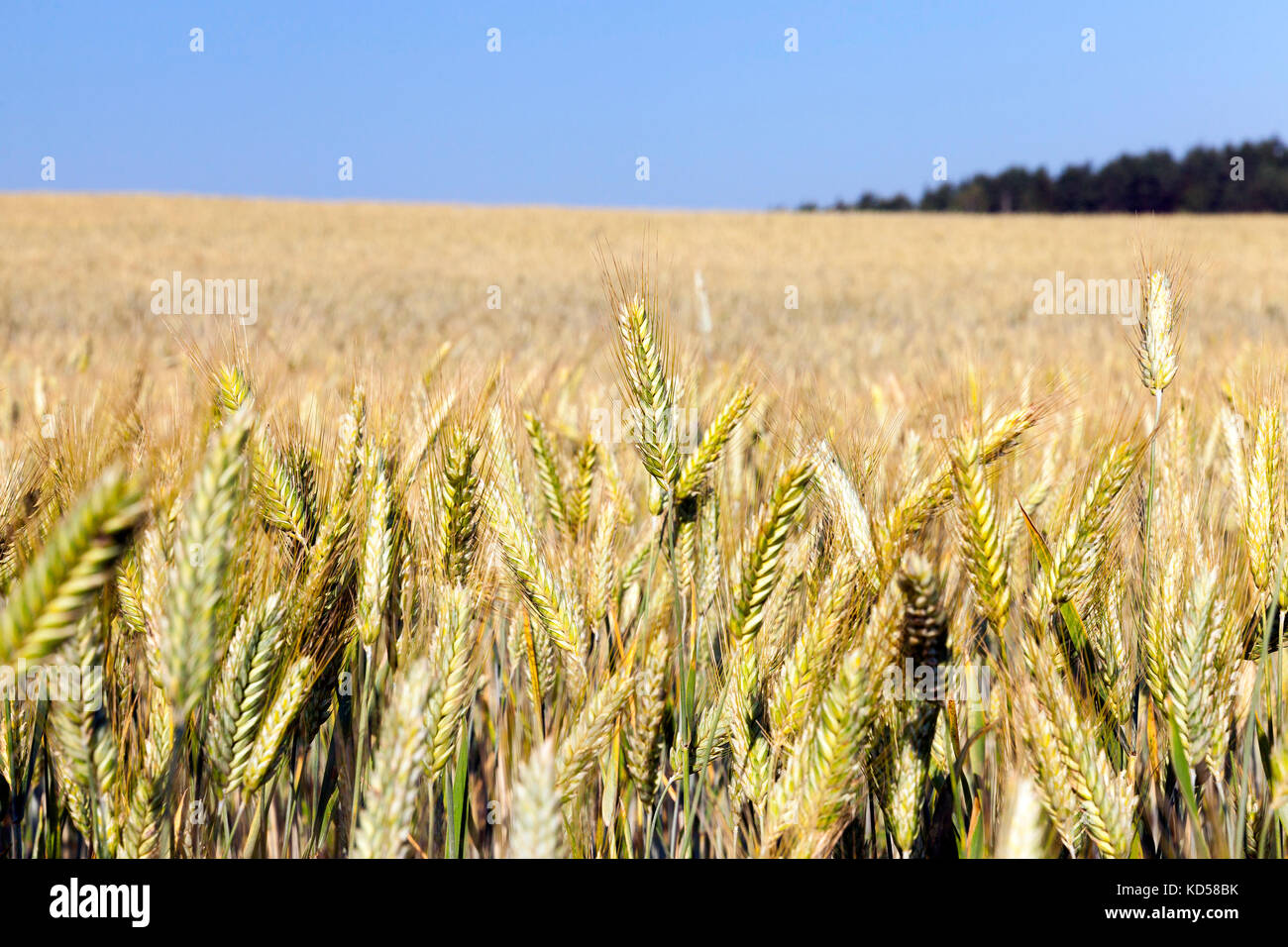 yellow farm field Stock Photo Alamy