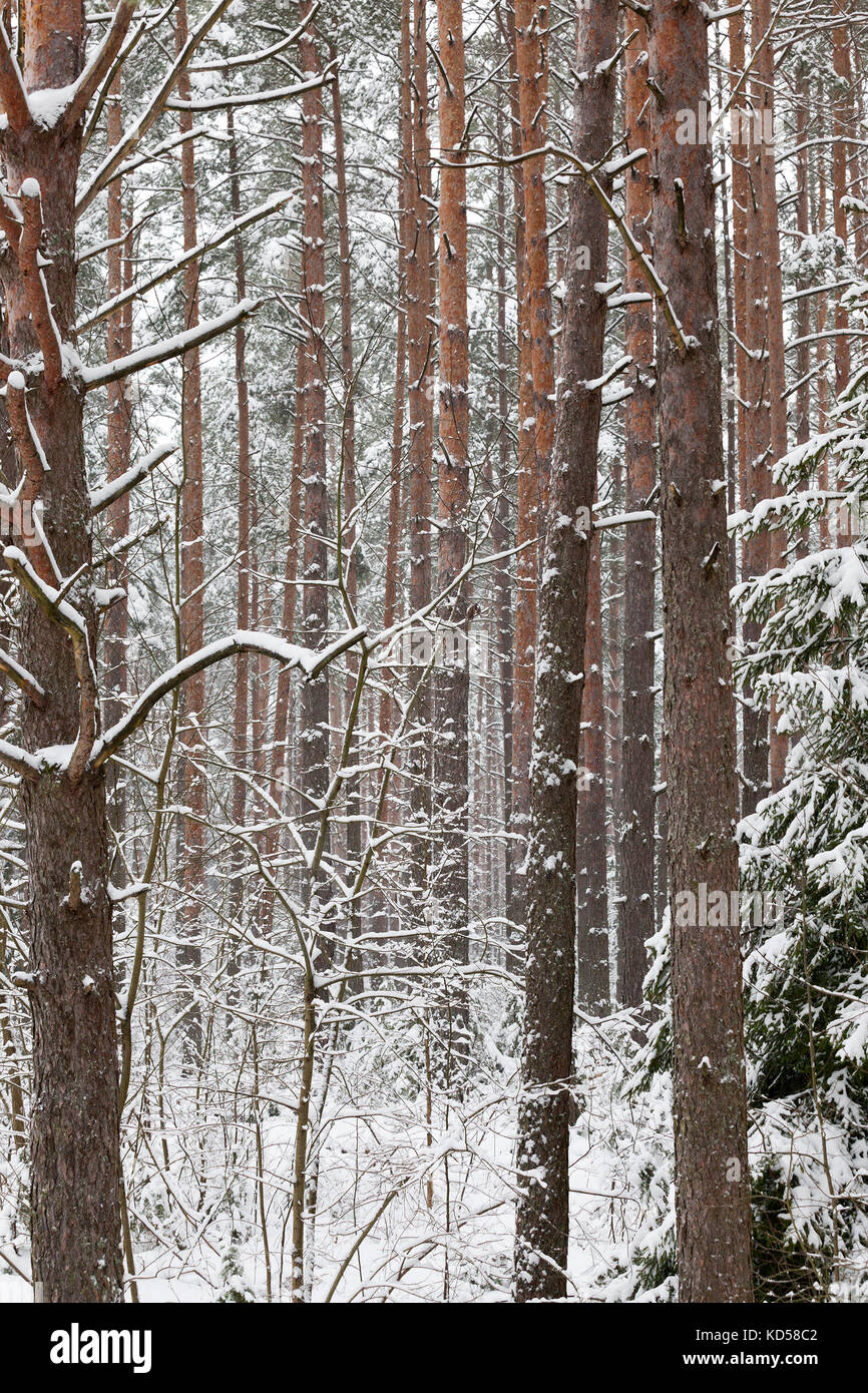 Trunks of pine in winter Stock Photo - Alamy