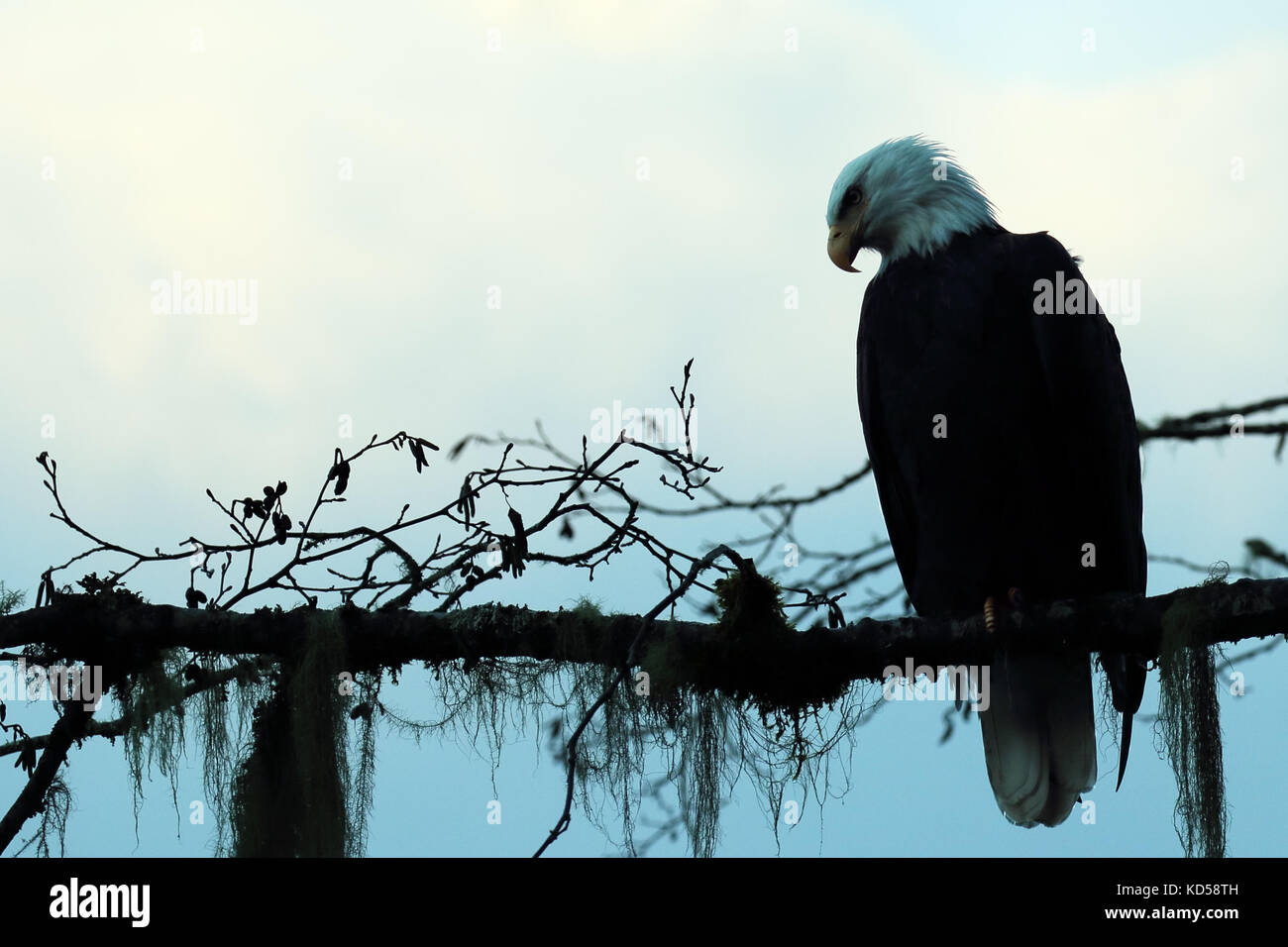 Bald eagle perched on a branch Stock Photo - Alamy